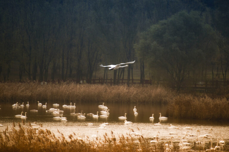 Shu Qing - The-fairy-came-down-to-the-world-9